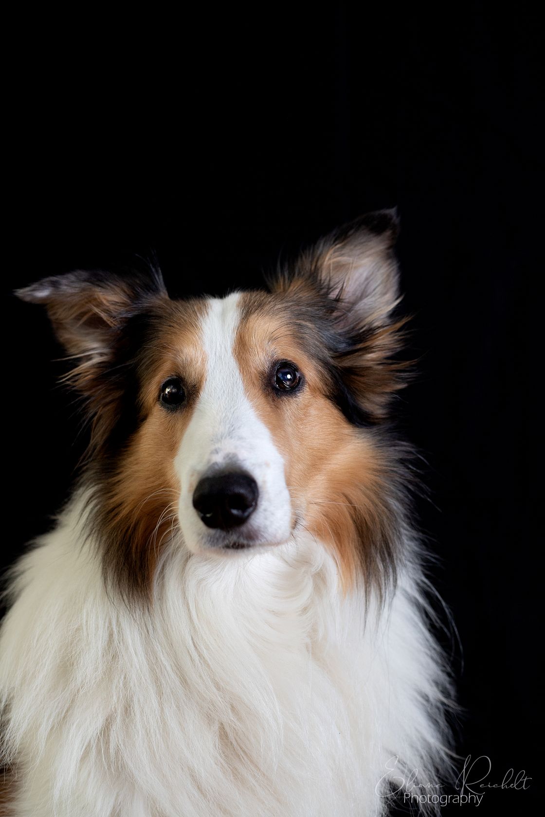 Collie im Studio