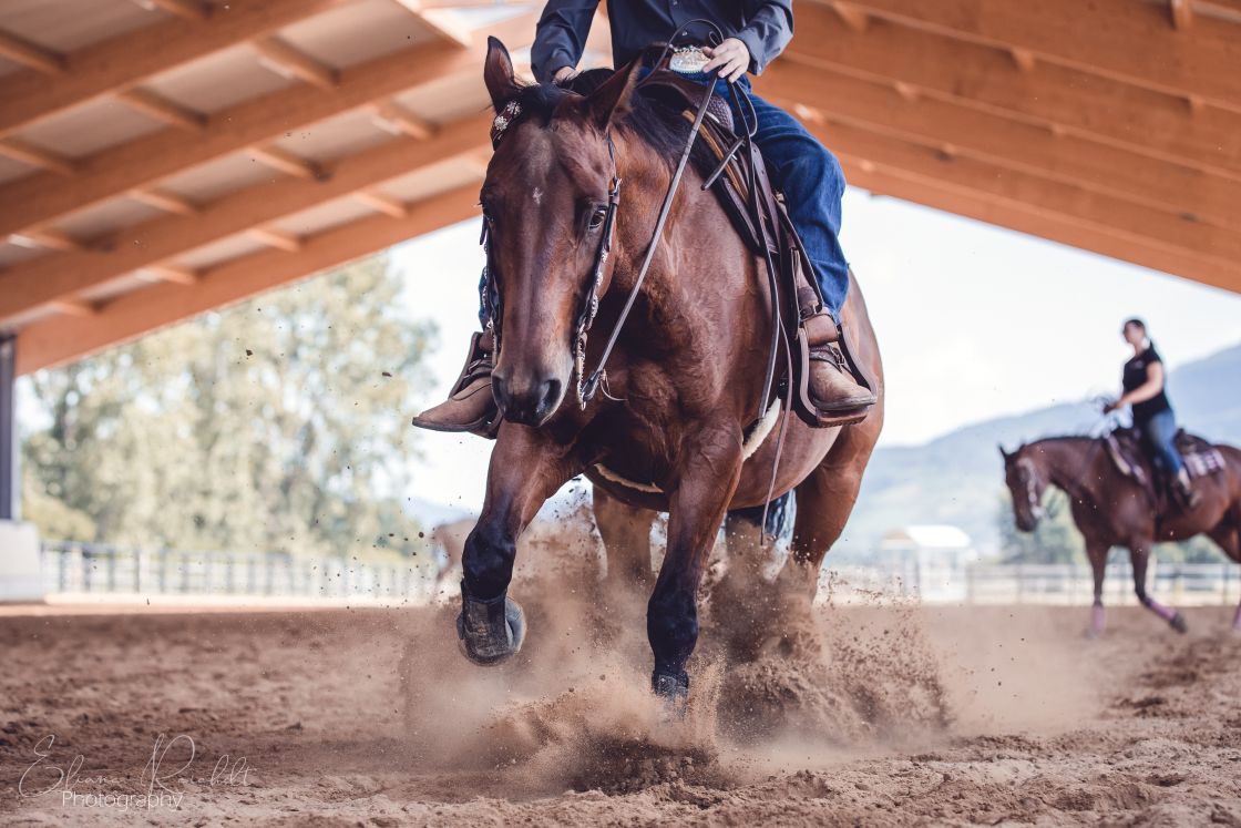 Quarter Horse Sliding Stop