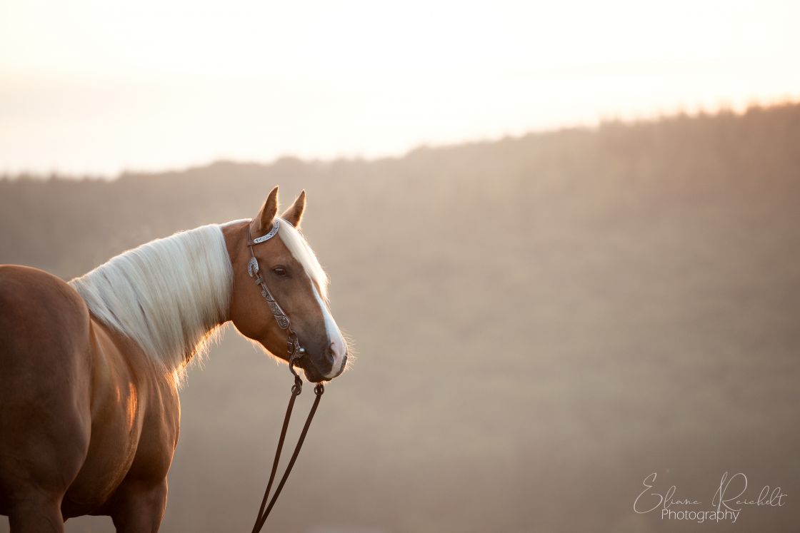 Quarter Horse im Sonnenaufgang