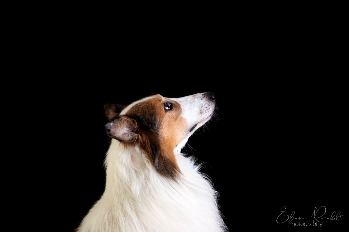 Collie im Studio