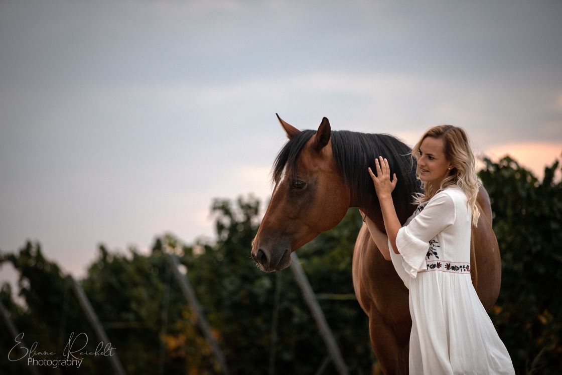 Quarter Horse im Weinberg