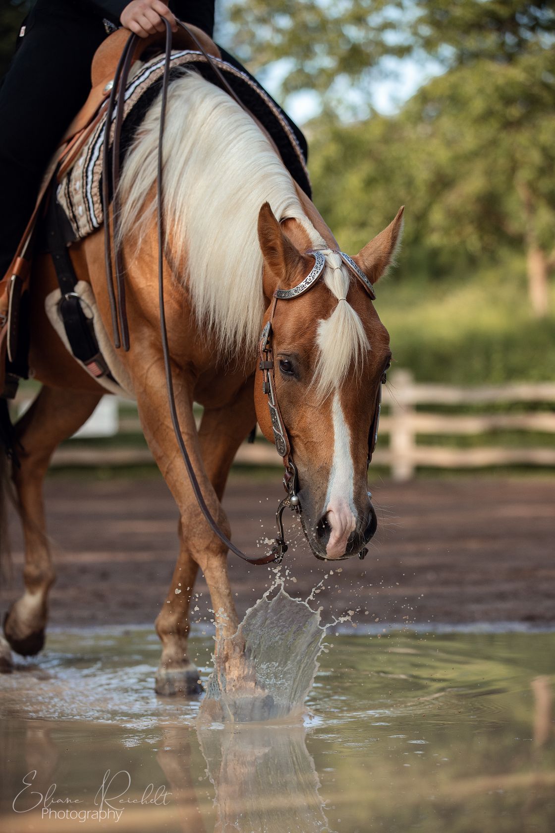 Quarter Horse in Pfütze