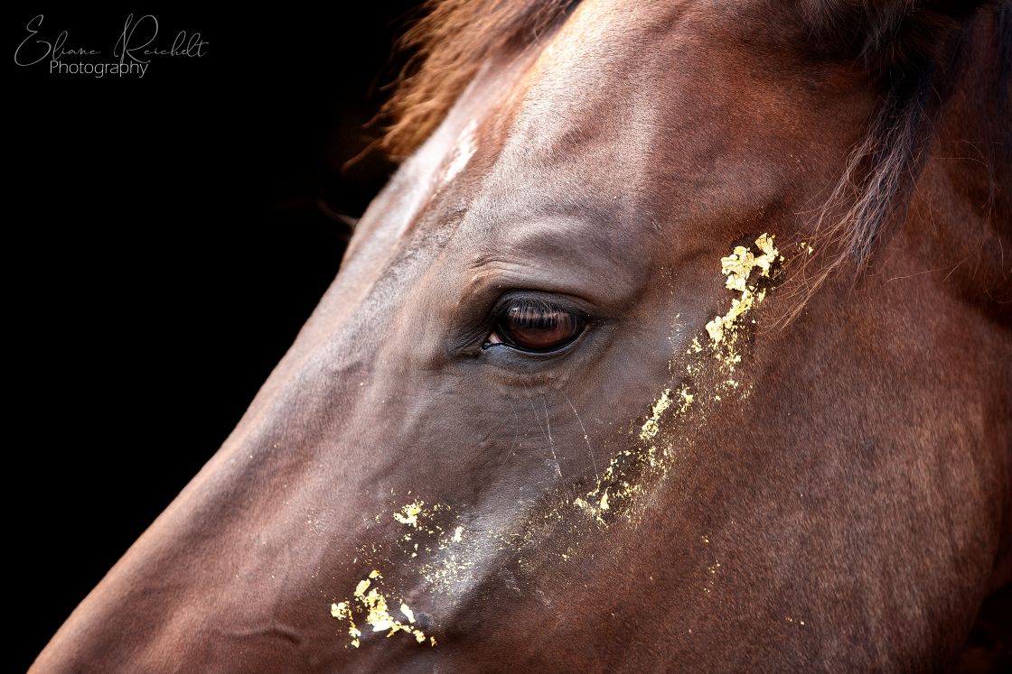 Quarter Horse mit Gold