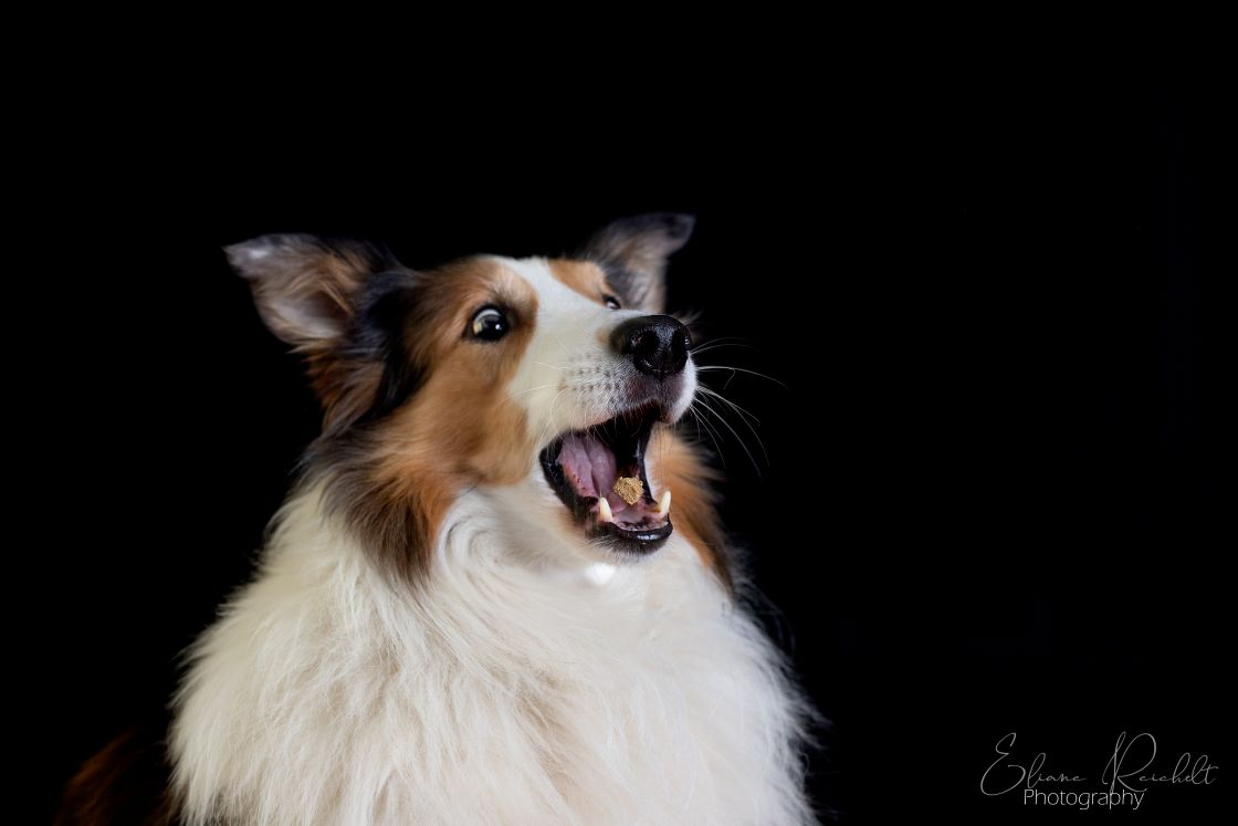 Collie im Studio
