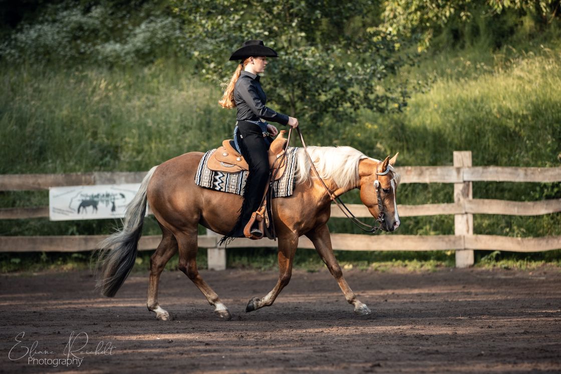 Training Westernpferd