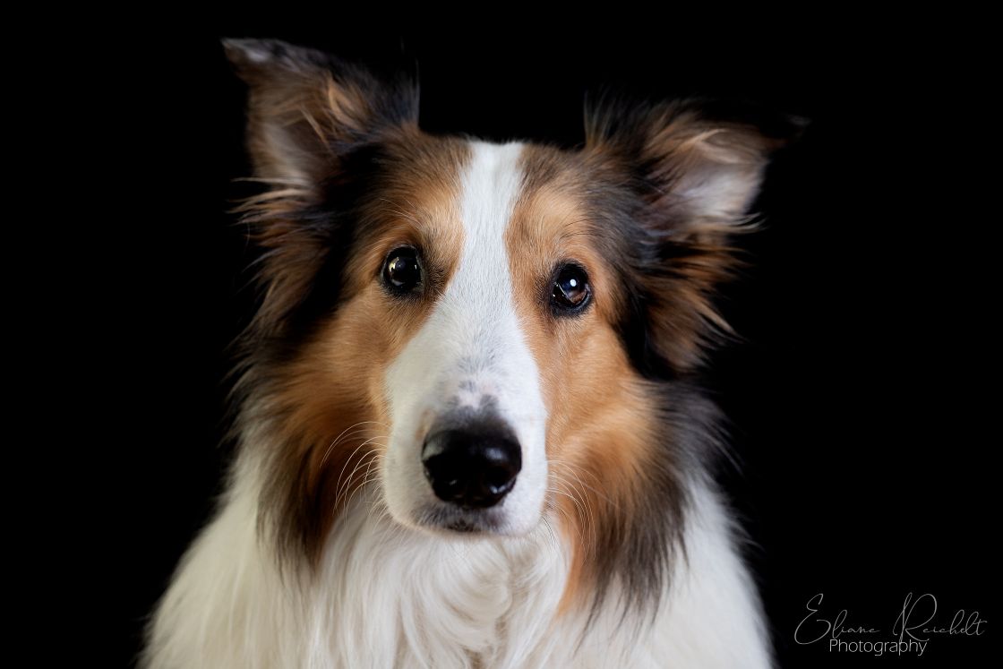 Collie im Studio