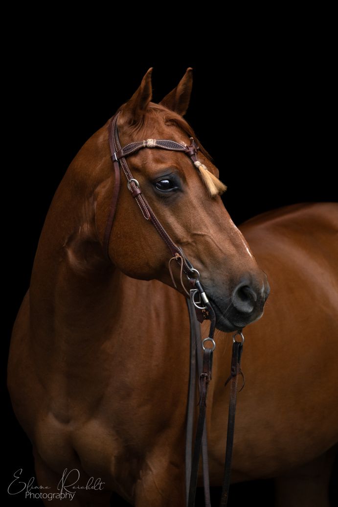 Quarter Horse vor schwarzem Hintergrund