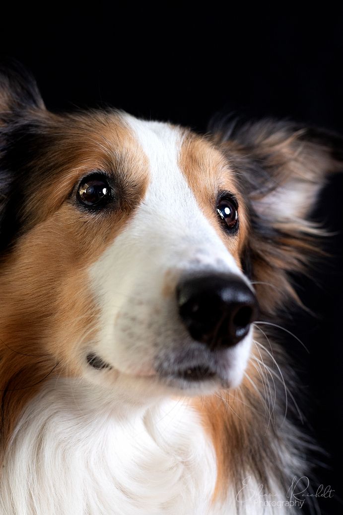 Collie im Studio